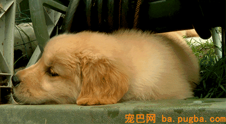 秦始皇一统中原时，手里不竭牵着它-23.gif