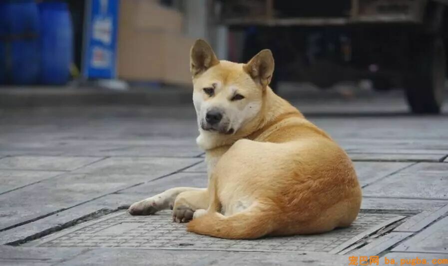 秦始皇一统中原时，手里不竭牵着它-26.jpeg