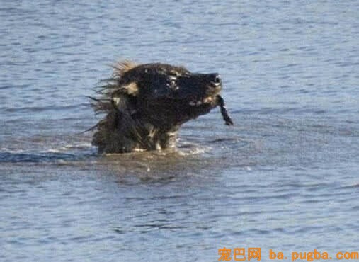 水里倒插着一个屁股，男子放大一看吓懵了，这捕猎方式太残酷了-2.jpeg
