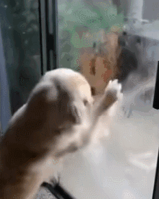 女主人四处找不到内衣，看到金毛嘴里的东西后气炸了-2.gif