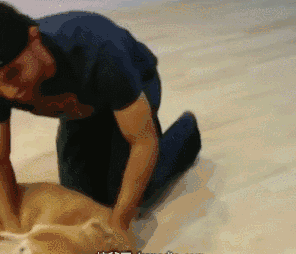 女主人四处找不到内衣，看到金毛嘴里的东西后气炸了-10.gif