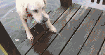 女主人四处找不到内衣，看到金毛嘴里的东西后气炸了-12.gif