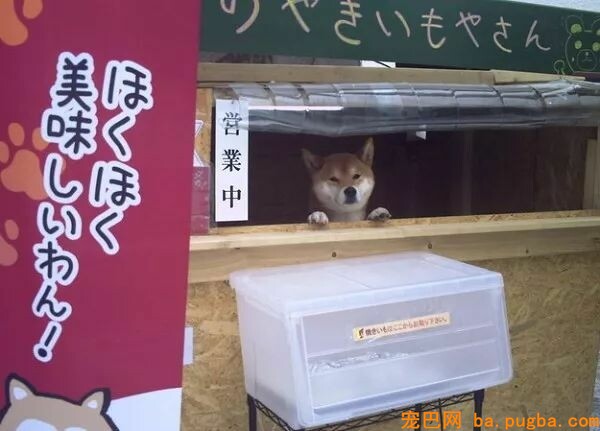去买烤红薯，成果被老板萌到了，这家伙还很傲娇：请自备零钱！-3.jpeg