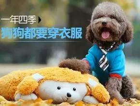 给狗狗穿衣服的注意事项！-1.jpeg