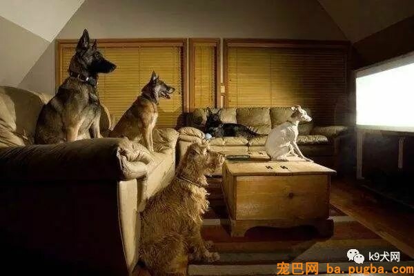狗狗训练的四大雷区-4.jpeg