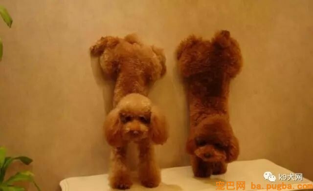 狗狗训练的四大雷区-3.jpeg