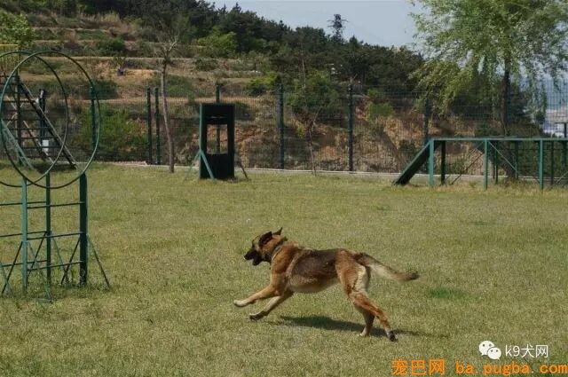 狗狗训练的四大雷区-2.jpeg