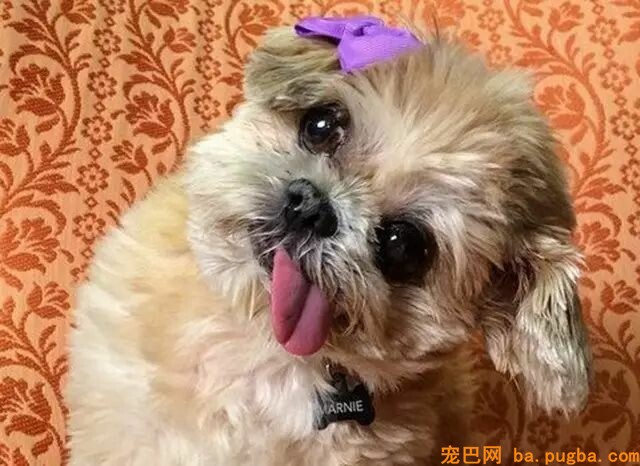 狗狗歪头并不是为了卖萌，真实原因令人打动……-6.jpeg