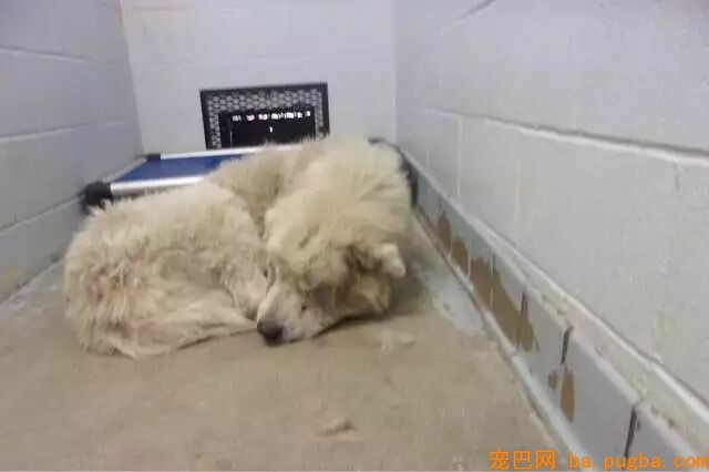 即将被安乐死的大白熊犬，遇到了一位开着飞机来拯救它的英雄！-1.jpeg