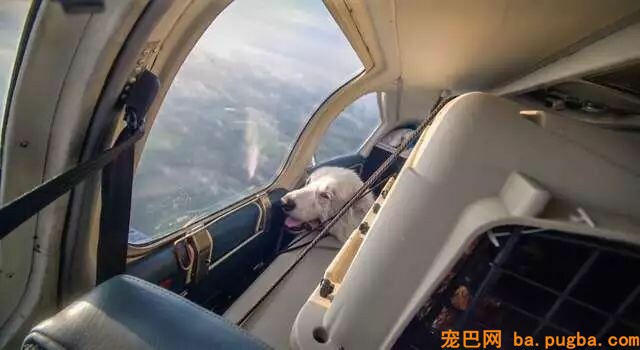 即将被安乐死的大白熊犬，遇到了一位开着飞机来拯救它的英雄！-6.jpeg