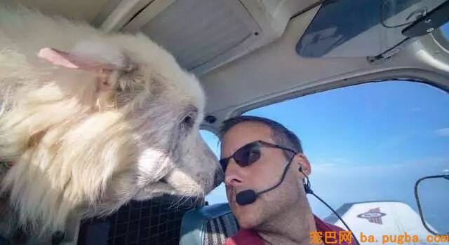 即将被安乐死的大白熊犬，遇到了一位开着飞机来拯救它的英雄！-7.jpeg