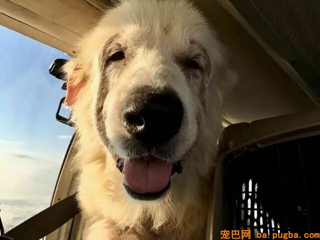 即将被安乐死的大白熊犬，遇到了一位开着飞机来拯救它的英雄！-9.jpeg