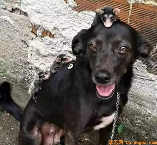 狗妈妈出去溜一圈，竟然带回一群老鼠，主人一看还乐了！-1.jpg