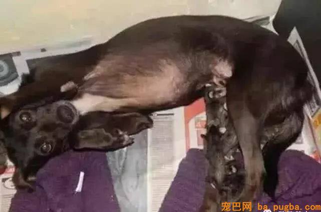 狗妈妈出去溜一圈，竟然带回一群老鼠，主人一看还乐了！-2.jpg