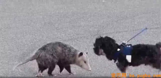 狗妈妈出去溜一圈，竟然带回一群老鼠，主人一看还乐了！-4.jpg