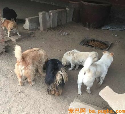曾刷爆“朋友圈”救狗的80岁老人，这一次却面临"无家可归"...-13.jpeg