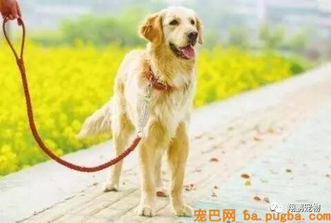 狗狗训练不成功，因为是你没有做到这一步-1.jpeg
