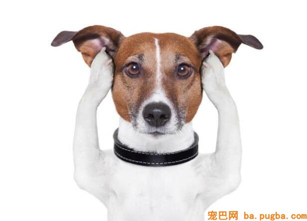 狗狗耳道日常查抄处置手法-3.jpeg