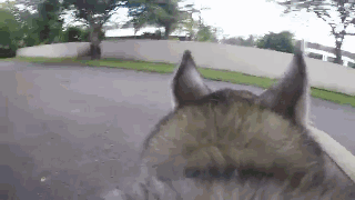 主人给狗狗身上配了一个Gopro，才发现它的一天是这样度过的……-2.gif