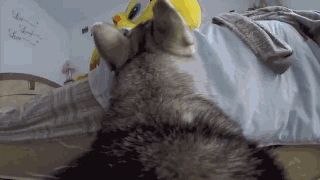 主人给狗狗身上配了一个Gopro，才发现它的一天是这样度过的……-6.gif