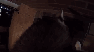 主人给狗狗身上配了一个Gopro，才发现它的一天是这样度过的……-3.gif