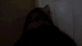 主人给狗狗身上配了一个Gopro，才发现它的一天是这样度过的……-4.gif