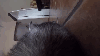 主人给狗狗身上配了一个Gopro，才发现它的一天是这样度过的……-5.gif