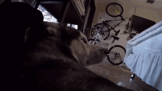 主人给狗狗身上配了一个Gopro，才发现它的一天是这样度过的……-10.gif