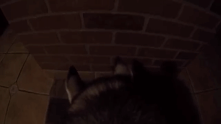 主人给狗狗身上配了一个Gopro，才发现它的一天是这样度过的……-7.gif