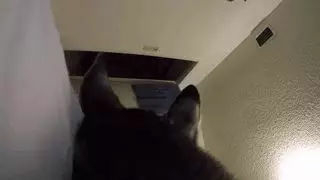 主人给狗狗身上配了一个Gopro，才发现它的一天是这样度过的……-9.jpg