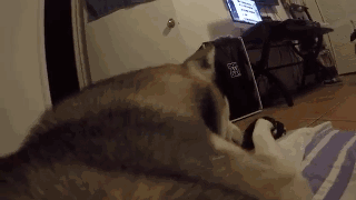 主人给狗狗身上配了一个Gopro，才发现它的一天是这样度过的……-8.gif