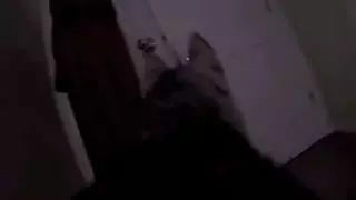 主人给狗狗身上配了一个Gopro，才发现它的一天是这样度过的……-11.jpg