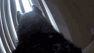 主人给狗狗身上配了一个Gopro，才发现它的一天是这样度过的……-12.gif