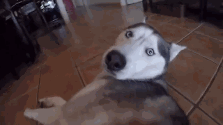 主人给狗狗身上配了一个Gopro，才发现它的一天是这样度过的……-13.gif