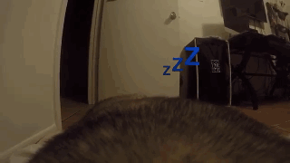 主人给狗狗身上配了一个Gopro，才发现它的一天是这样度过的……-17.gif
