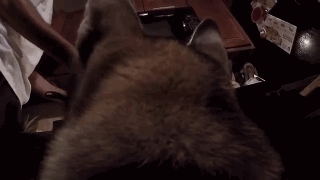 主人给狗狗身上配了一个Gopro，才发现它的一天是这样度过的……-14.gif