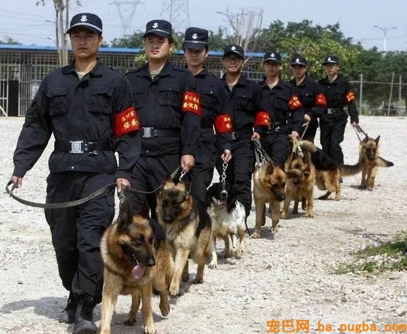 德牧才是假正经，你都不知道它回到家是啥鬼样子！-1.jpeg