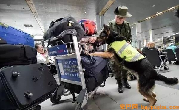 德牧才是假正经，你都不知道它回到家是啥鬼样子！-3.jpeg