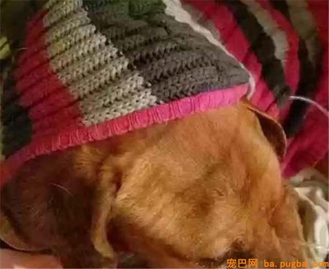 狗狗失踪2年后为了与主人重聚，顽强与病魔作斗争！-3.jpeg
