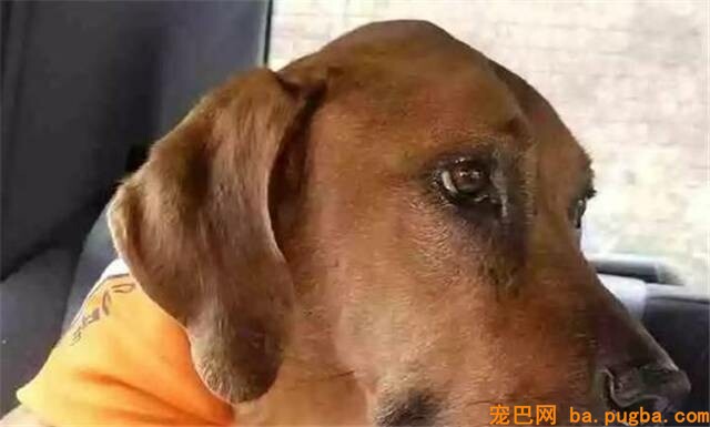 狗狗失踪2年后为了与主人重聚，顽强与病魔作斗争！-7.jpeg