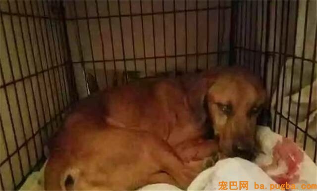 狗狗失踪2年后为了与主人重聚，顽强与病魔作斗争！-6.jpeg