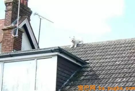 狗狗爱去屋顶放哨？这位贴心的主人给它建了个瞭望台...-2.jpeg