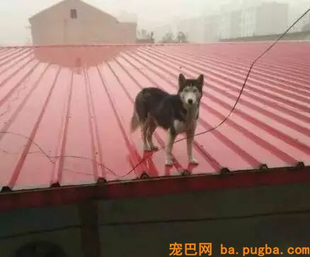狗狗爱去屋顶放哨？这位贴心的主人给它建了个瞭望台...-4.jpeg