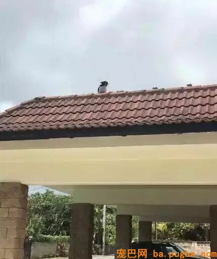 狗狗爱去屋顶放哨？这位贴心的主人给它建了个瞭望台...-5.jpeg