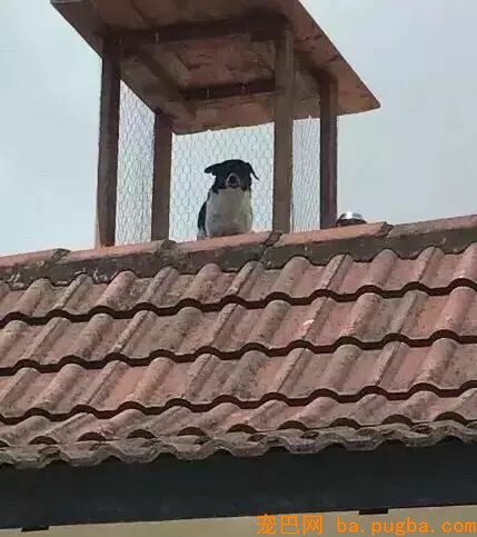 狗狗爱去屋顶放哨？这位贴心的主人给它建了个瞭望台...-7.jpeg