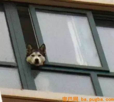 狗狗爱去屋顶放哨？这位贴心的主人给它建了个瞭望台...-10.jpeg