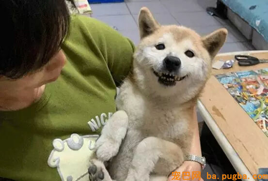 老年柴犬患失智症遗忘主人，主人的答复让人泪目...-1.jpg