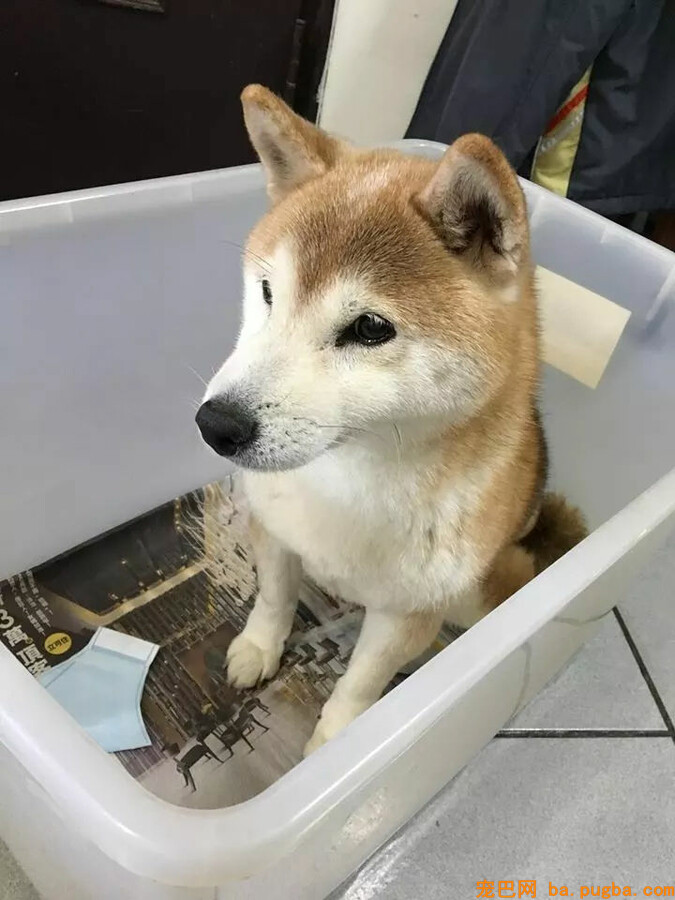 老年柴犬患失智症遗忘主人，主人的答复让人泪目...-2.jpg