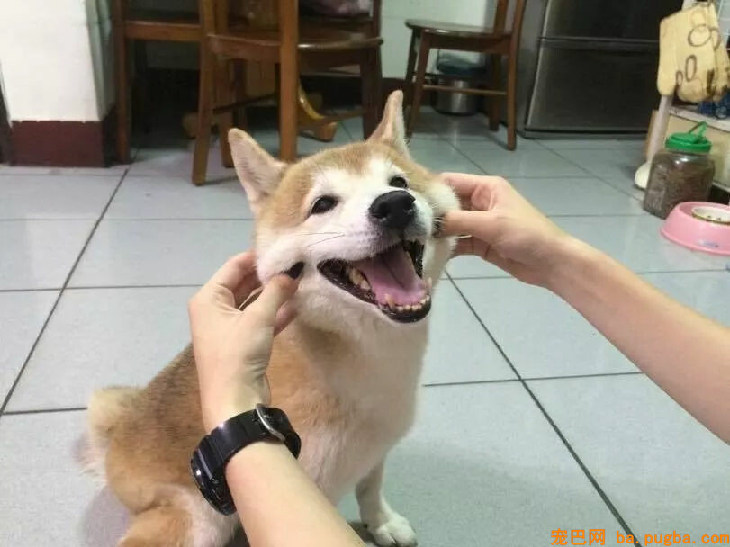 老年柴犬患失智症遗忘主人，主人的答复让人泪目...-6.jpg