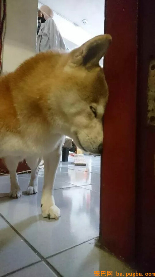 老年柴犬患失智症遗忘主人，主人的答复让人泪目...-3.jpg
